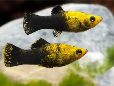 [CA.00313] Cá Molly 