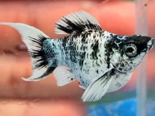 [PGF.CA.00479] Cá Molly Ngựa Vằn Short