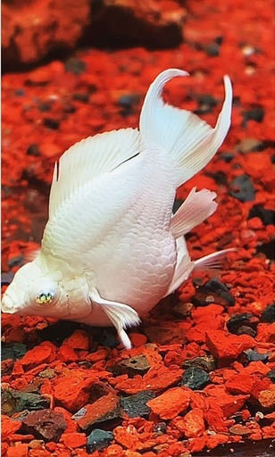 [CA.00316] Cá Molly Platinum Short (đuôi Én)