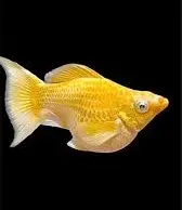 [CA.00449] Cá Molly Vàng Short (đuôi tròn)