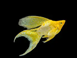 [CA.00450] Cá Molly Vàng Short (đuôi én)