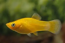 [CA.00223] Cá Mún Én Vàng 