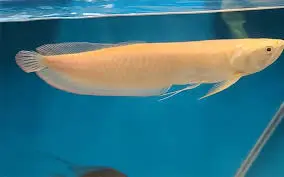 [PGF.CA.00332] Cá Ngân Long Ab (Lớn)