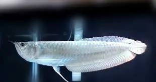 [CA.00331] Cá Ngân Long Bạch Kim (18cm)