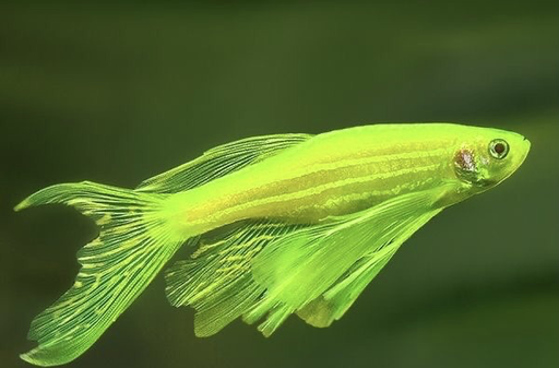 [CA.00339] Cá Ngựa Cánh Tiên XANH