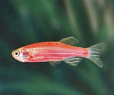 [PGF.CA.00345] Cá Ngựa ĐỎ