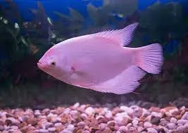 [PGF.CA.00355] Cá Phát Tài (Nhỏ)