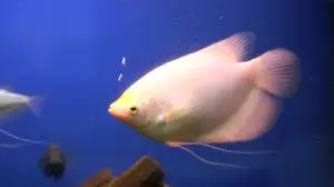 [CA.00356] Cá Phát Tài (Vừa)