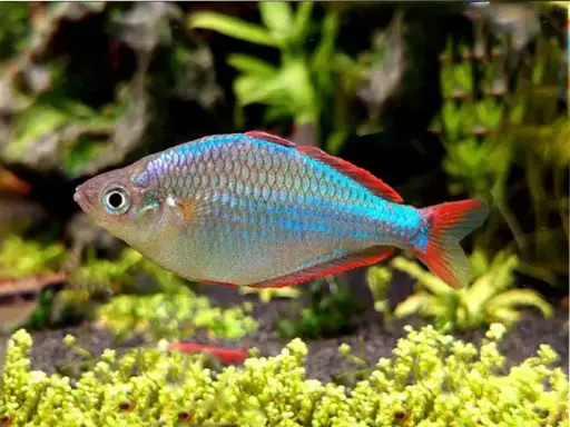 [CA.00198] Cá Rambo - Cầu Vòng