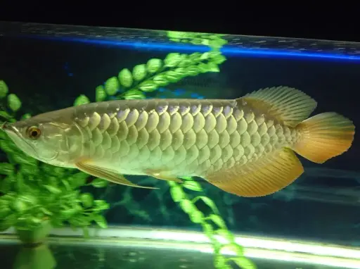 [CA.00533] Cá Rồng Bối 24k (20cm) Cross Back Golden 24k