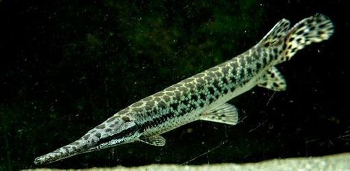 [PGF.CA.00212] Cá Sấu Trắng (trên 25cm)