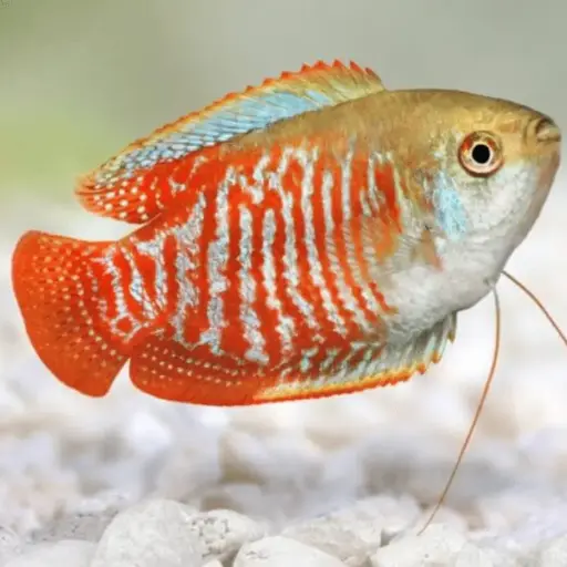 [CA.00381] Cá Sặc Gấm 