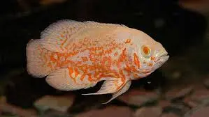 [PGF.CA.00388] Cá TTCP AB (Nhỏ)