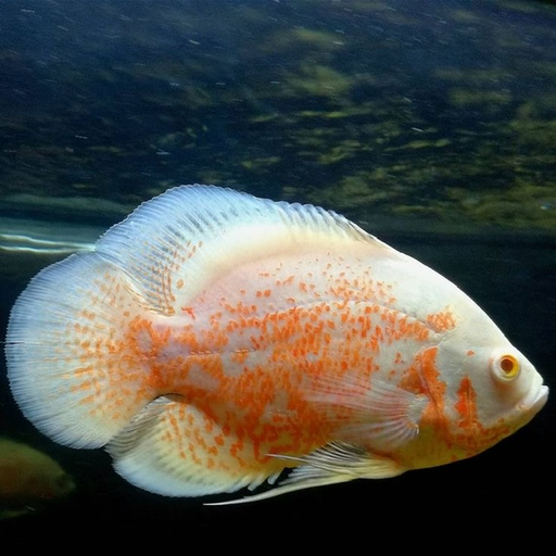 [PGF.CA.00482] Cá TTCP AB (Trung)