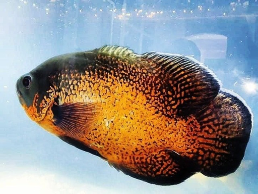 [CA.00483] Cá TTCP Đen (Lớn)