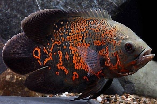 [PGF.CA.00390] Cá TTCP Đen (Nhập)