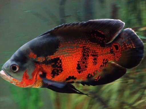 [CA.00484] Cá TTCP Đen (Trung)