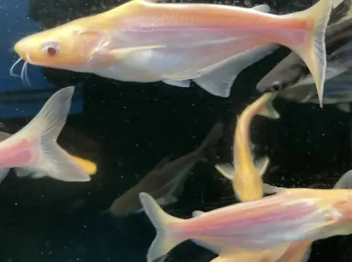 [CA.00215] Cá Tra Trắng - Mập Trắng