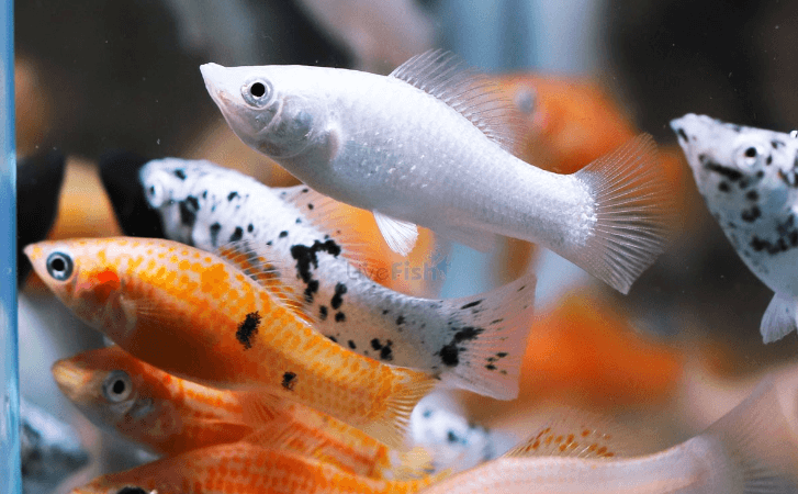 [PGF.CA.00386] Cá Trân Châu (Nhỏ)