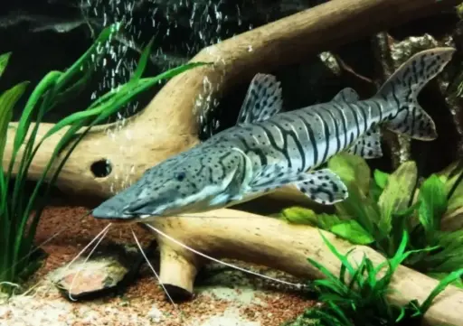 [PGF.CA.00216] Cá Trê Báo