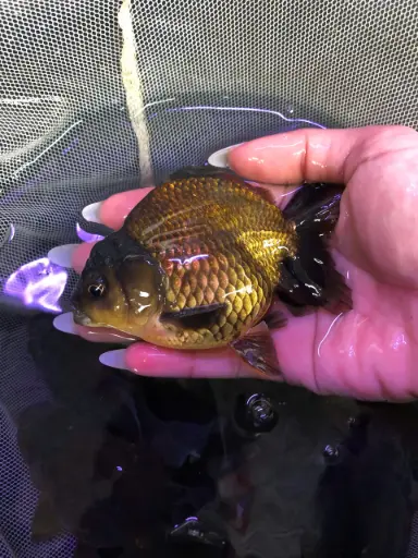 [CA.00351] Cá Vàng Oranda (Lớn)