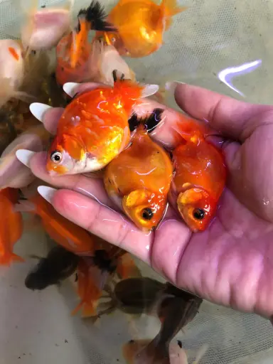 [CA.00481] Cá Vàng Oranda (Nhỏ)