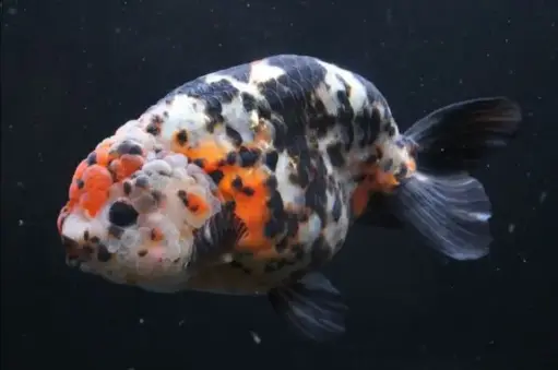 [CA.00199] Cá Vàng Ranchu Calico (Lớn)