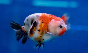 [PGF.CA.00200] Cá Vàng Ranchu Calico (Lỡ)