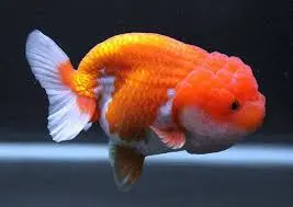 [CA.00369] Cá Vàng Ranchu Hb (Lớn)