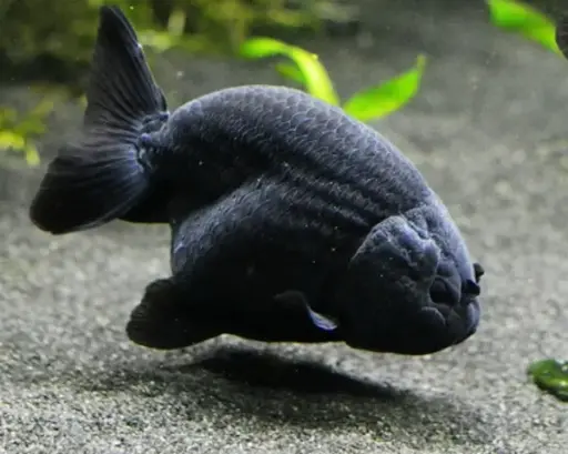 [CA.00202] Cá Vàng Ranchu Đen (Nhỏ)