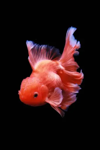 [PGF.CA.00395] Cá Vàng Tàu Lỡ