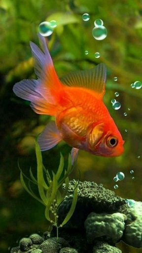 [PGF.CA.00393] Cá Vàng Tàu Mini