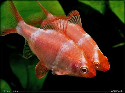 [CA.00411] Cá Xecan Sọc Vàng