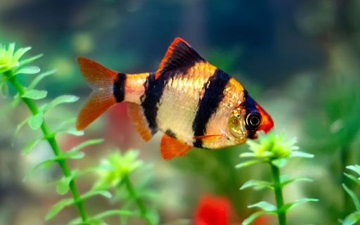 [PGF.CA.00414] Cá Xecan Sọc Đen