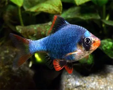 [PGF.CA.00416] Cá Xecan Xanh Đen