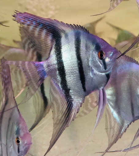 [PGF.CA.00427] Cá Ông Tiên Xanh (Cối)