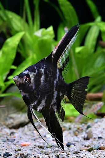 [PGF.CA.00430] Cá Ông Tiên Đen