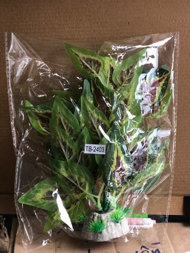 [PGF.TRATRI.00039] Cây Trầu Bà Giả (Mã24)