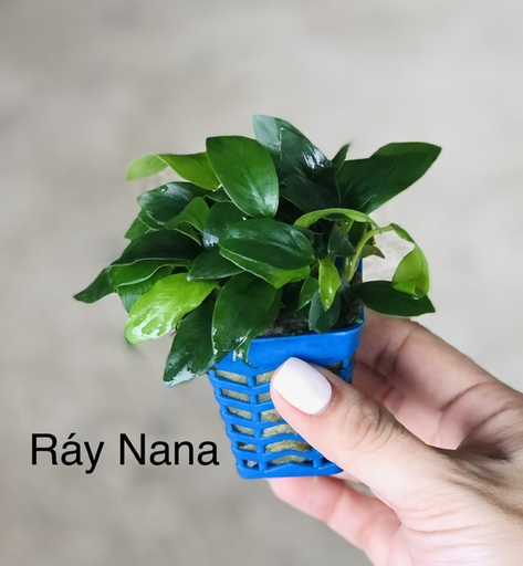 [PGF.CTS.00018] Cây thủy sinh - Ráy Nana