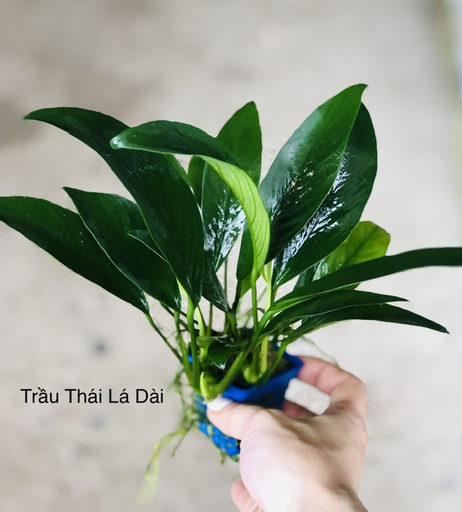 [PGF.CTS.00025] Cây thủy sinh - Ráy Trầu Thái Lá Dài