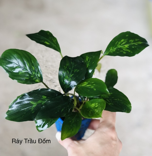 [CTS.00019] Cây thủy sinh - Ráy Trầu Đốm