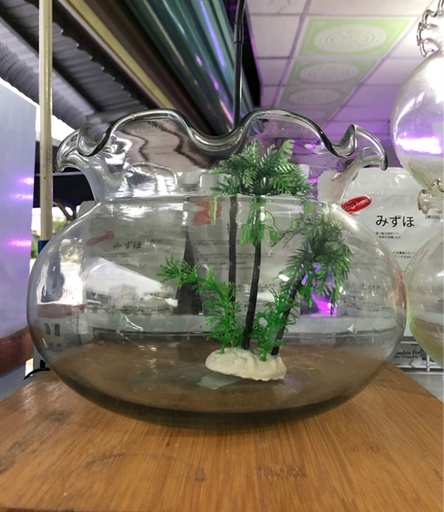 [PGF.HOKHA.00008] Hồ Bèo Tròn 01 (Lớn)