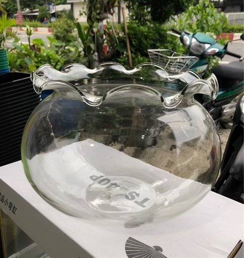 [PGF.HOKHA.00012] Hồ Bèo Tròn Đại