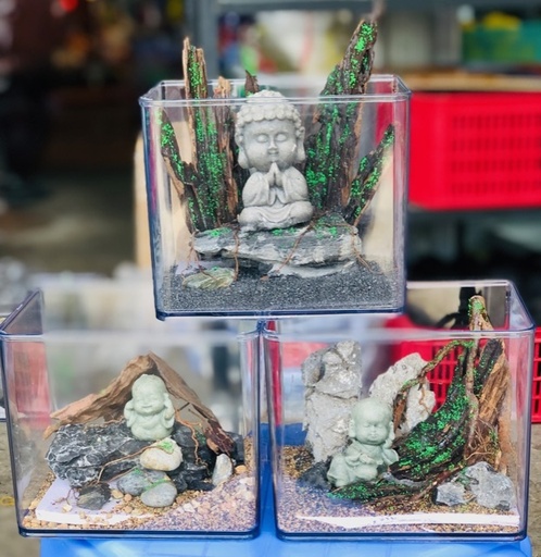 [PGF.HOKHA.00073] Hồ Set-Up 