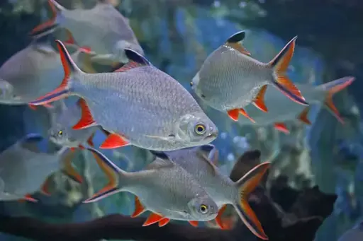 [CA.00269] Cá Kim Sơn Thái 