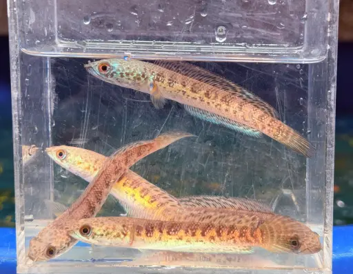[CA.00282] Cá Lóc Nữ Hoàng (10-12cm)