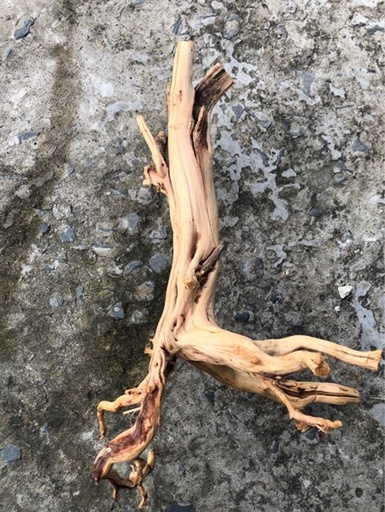 [PGF.TRATRI.00077] Lũa Hải Sa Quỳ (kg)