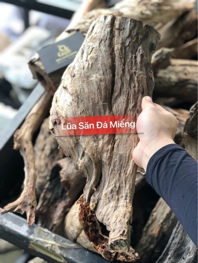 [PGF.TRATRI.00080] Lũa Săn Đá Miếng (kg)